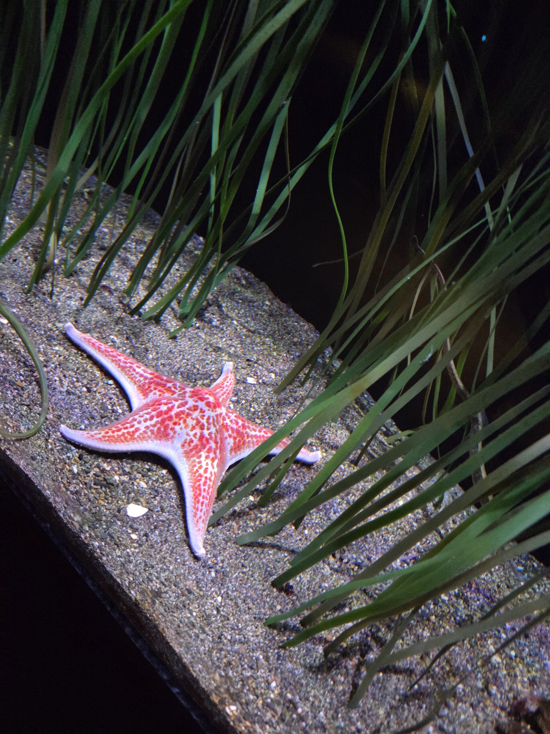 The Best Seattle Aquarium Experience with Kids: What You Need to Know”